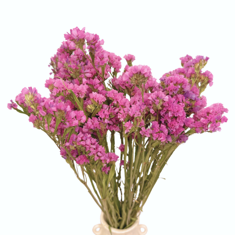 Zatrwian-wrebny-rozowy-limonium---suszone-kwiaty-2.webp